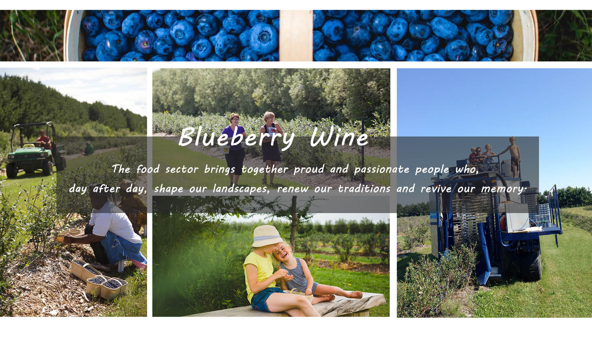 Blueberry wine pic